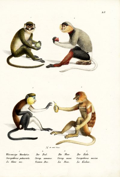 Lesser White-Nosed Monkey, 1824 by Karl Joseph Brodtmann